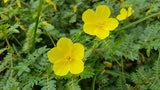 The effect of Tribulus terrestris